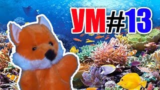 УМ#13 - Удивительный мир - Коралловые рифы