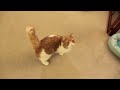 Pancake (exotic shorthair kitty) would learn almost anything for some juicy chicken. You've seen Pancake twirling like a ballerina ( www.youtube.com ). Now witness his dizzying barrel roll. All for the love of chicken. Visit us at SweetFurr.blogspot.com
