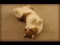 Kitty Barrel Roll