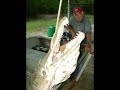 World Record Crocodile/Alligator!!!! World Record Crocodile/Alligator!!!!