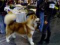 videos de EURO DOG SHOW 2008
