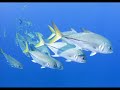Live aboard Cruises and Diving - Phuket Thailand
