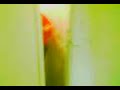 Toilet_record_first_ever (Part1)