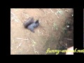 Squirrel eating peanuts