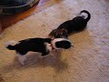 Monty And Frank Play In Slow Motion