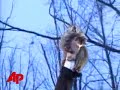 punxsutawney-phil-makes-his-prediction.html