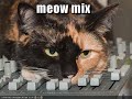 funny cats 24 funny cats 24