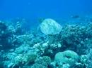 Turtle i Red Sea Egypt