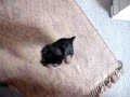 Perro