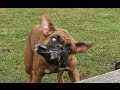 crazy dog dream 2009