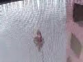 trampoline wall tricks trampoline wall tricks