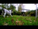 hond.pakt ball hond.pakt ball