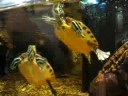 Terrapins