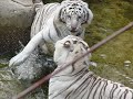 Eye of the tiger