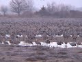 Sandhill Crane migration