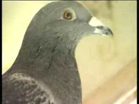 Cecil and Mark Bulled racing pigeons Simply The Best 4