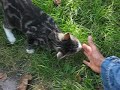 gatto simpatico