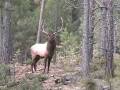shimer elk.mov