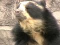???????????? Spectacled Bear in Japan