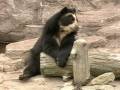 天王寺動物園のメガネグマ Spectacled Bear in Japan