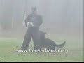 Jago vom Gillfather Hof - KNPV training Jago vom Gillfather Hof - KNPV training