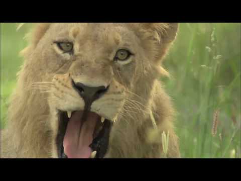MALE LION YAWN