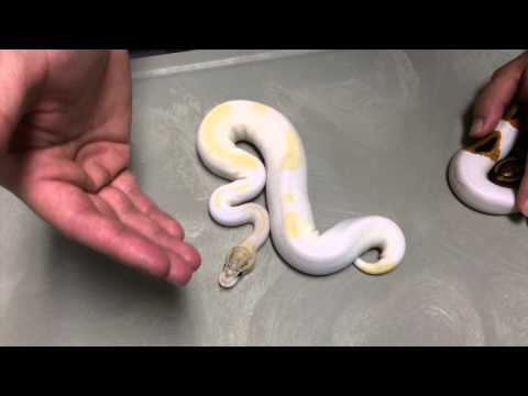 YouTube reptile video
