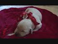 2008 10 Golden Retriever Puppies 9 Days Old For Sale 2008 10 Golden Retriever Puppies 9 Days Old For Sale