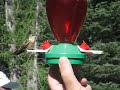 Red River, NM Hand Feeding Hummingbirds