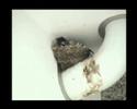 Spring Chicks in Nest