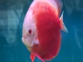 Festival of fish keeping 2009 dvd discus koi