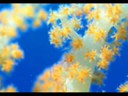 bizarre beauty underwater
