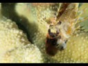 bizarre beauty underwater