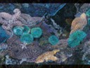 bizarre beauty underwater