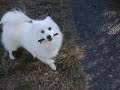 スピ山スピカ　枝くわえる