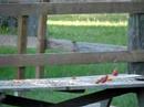 Father and son Cardinals Father and son Cardinals