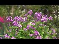 Click here to watch this video 我が家の庭園 平成24年4月16日 （SONY NEX-FS100JK テスト撮影）