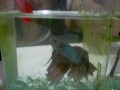 Beta Fish Vs. Swedish Fish.
