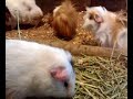 guniea pig guniea pig