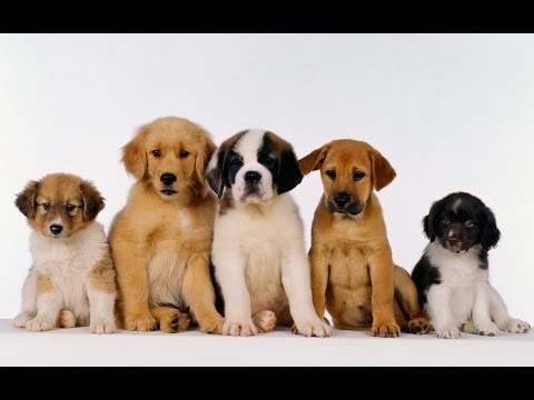 how to properly socialize a puppy