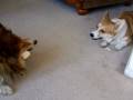 Rigby vs. Morton: Chew Fest