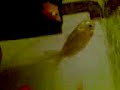 My Fish