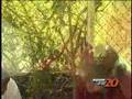 Fruit Tree Tour on TV20 | Common Vision