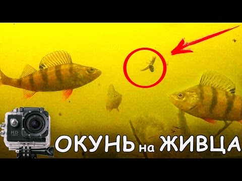 крупный окунь на живца видео крупный окунь на живца видео