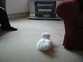 Maltese puppy, Polly, getting really into Jeremy Kyle.