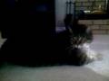 Bosco speaks again!