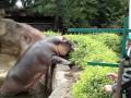 Hippo at Hyderabad Zoo