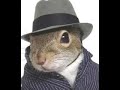Buy a Squirrel on Ebay