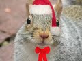 Buy a Squirrel on Ebay