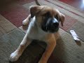Kiki the Wonder Puppy